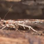 Attēlu rezultāti vaicājumam “Agonopterix hypericella”