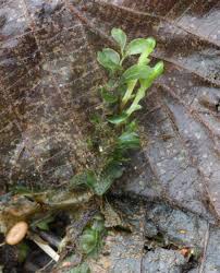 Attēlu rezultāti vaicājumam “Rhizomnium punctatum sporophyte”