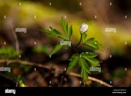 Attēlu rezultāti vaicājumam “Anemone nemorosa bud”