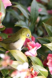 Image result for 2009早春