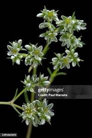 Attēlu rezultāti vaicājumam “Scleranthus perennis flower”