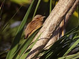 Image result for Jynx torquilla