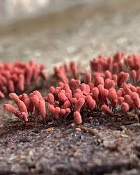 Attēlu rezultāti vaicājumam “Arcyria denudata young”