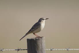 Image result for Anthus campestris