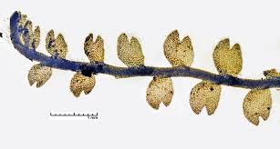 Attēlu rezultāti vaicājumam “Cladopodiella fluitans”