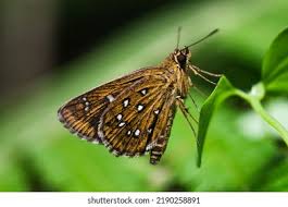 Attēlu rezultāti vaicājumam “Insecta”