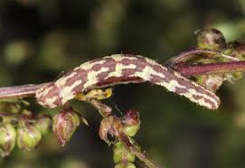 Attēlu rezultāti vaicājumam “Eupithecia centaureata”