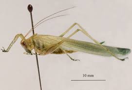 Attēlu rezultāti vaicājumam “Tettigoniodea”