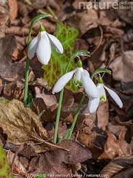 Attēlu rezultāti vaicājumam “Galanthus nivalis leaf”