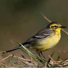 Attēlu rezultāti vaicājumam “Motacilla flava flava”