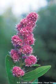 Attēlu rezultāti vaicājumam “Spiraea salicifolia”