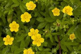 Attēlu rezultāti vaicājumam “Potentilla reptans”