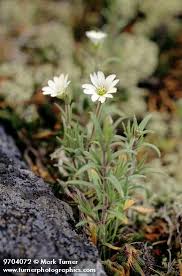 Attēlu rezultāti vaicājumam “Cerastium arvense flower”