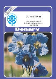 Image result for Scheinmohn