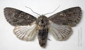 Attēlu rezultāti vaicājumam “Acronicta aceris larva”