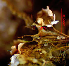 Attēlu rezultāti vaicājumam “Diderma rufostriatum young”