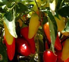 Afbeeldingsresultaat voor numex sandia hot pepper