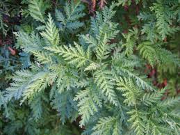 Image result for Artemisia gmelinii