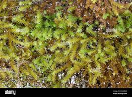 Attēlu rezultāti vaicājumam “Anomodon viticulosus”