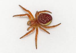 Attēlu rezultāti vaicājumam “Araniella”