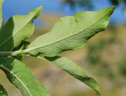 Attēlu rezultāti vaicājumam “Salix myrsinifolia leaf”