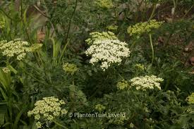 Attēlu rezultāti vaicājumam “Cenolophium denudatum leaf”