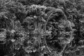 Image result for sebastiao salgado