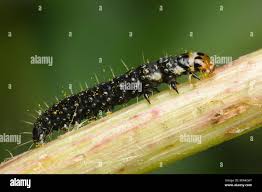 Attēlu rezultāti vaicājumam “Aphelia paleana larva”