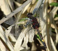 Attēlu rezultāti vaicājumam “Leucorrhinia pectoralis”