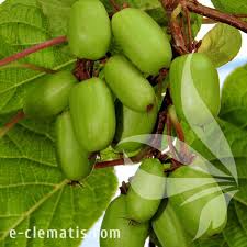 Attēlu rezultāti vaicājumam “Actinidia kolomikta fruit”