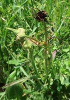 Attēlu rezultāti vaicājumam “Microbotryum tragopogonis - pratensis”