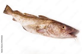 Image result for Gadus morhua