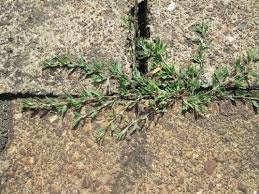 Attēlu rezultāti vaicājumam “Polygonum arenastrum”