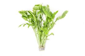 Attēlu rezultāti vaicājumam “Rorippa amphibia leaf”