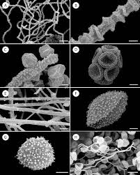 Attēlu rezultāti vaicājumam “Symphytocarpus flaccidus young”
