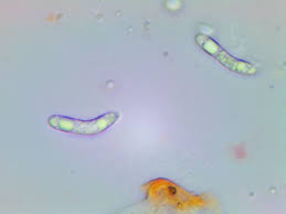 Attēlu rezultāti vaicājumam “Ruzenia spermoides”