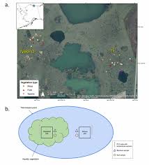 Attēlu rezultāti vaicājumam “Pseudocalliergon turgescens”