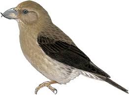 Image result for Loxia curvirostra