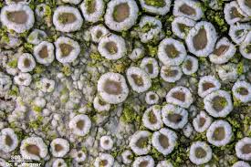 Attēlu rezultāti vaicājumam “Lecanora chlarotera”