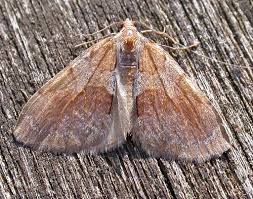 Attēlu rezultāti vaicājumam “Pennithera firmata”