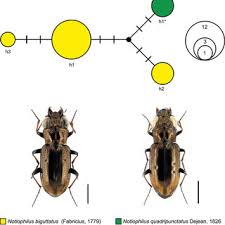 Attēlu rezultāti vaicājumam “Notiophilus germinyi”