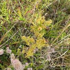 Attēlu rezultāti vaicājumam “Geocrypta galii”