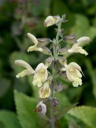 Image result for Alpenmohn