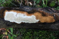 Attēlu rezultāti vaicājumam “Antrodia mellita”