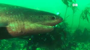 Image result for Notorynchus cepedianus