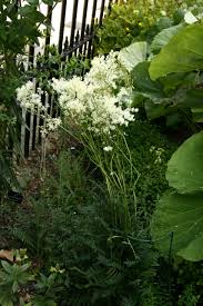 Image result for Filipendula vulgaris