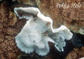 Attēlu rezultāti vaicājumam “Skeletocutis carneogrisea”