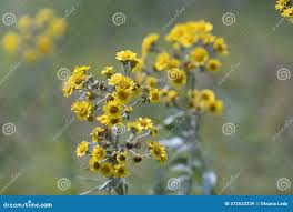 Attēlu rezultāti vaicājumam “Jacobaea paludosa leaf”