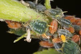 Attēlu rezultāti vaicājumam “Aphis farinosa”