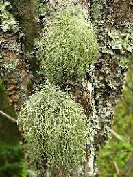 Attēlu rezultāti vaicājumam “Usnea subfloridana”